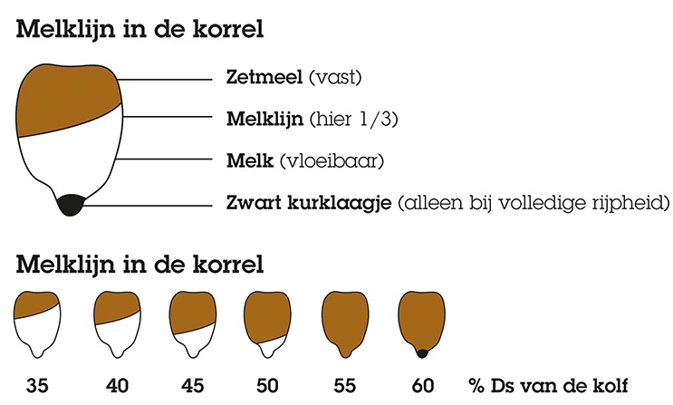 BUMA overzicht melklijn in de maiskorrel